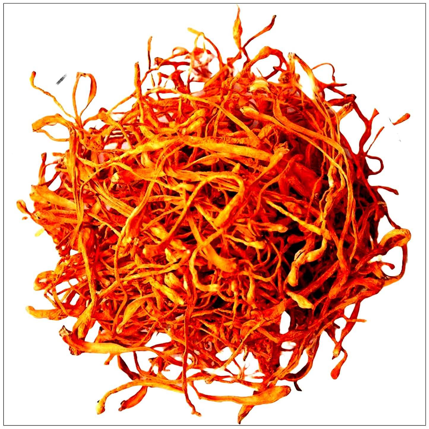 Cordyceps Mushroom Flower