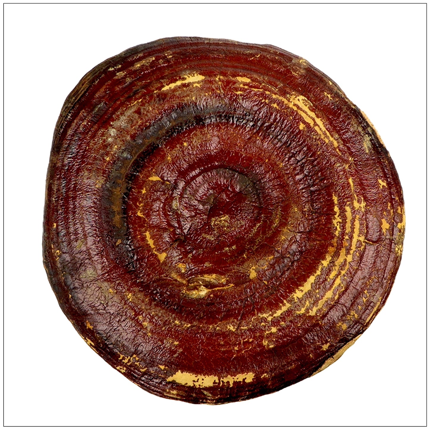 Reishi Mushroom Whole