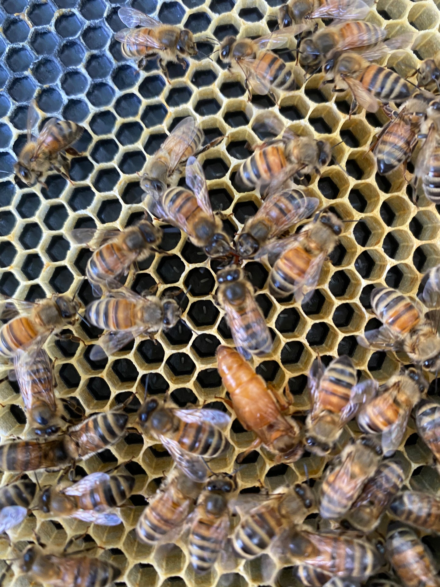 March 2026, 5 frame Italian Nucs *SOLD OUT*