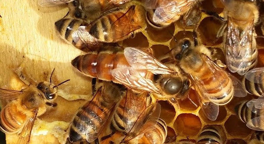 The Power of the Queen Honeybee: Everything You Need to Know