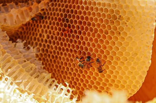 Discover the Fascinating World of Bees in Winter