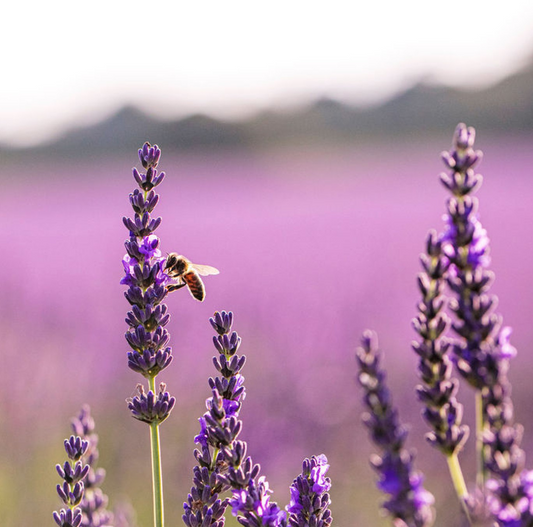 Lavender Infused Honey 8oz