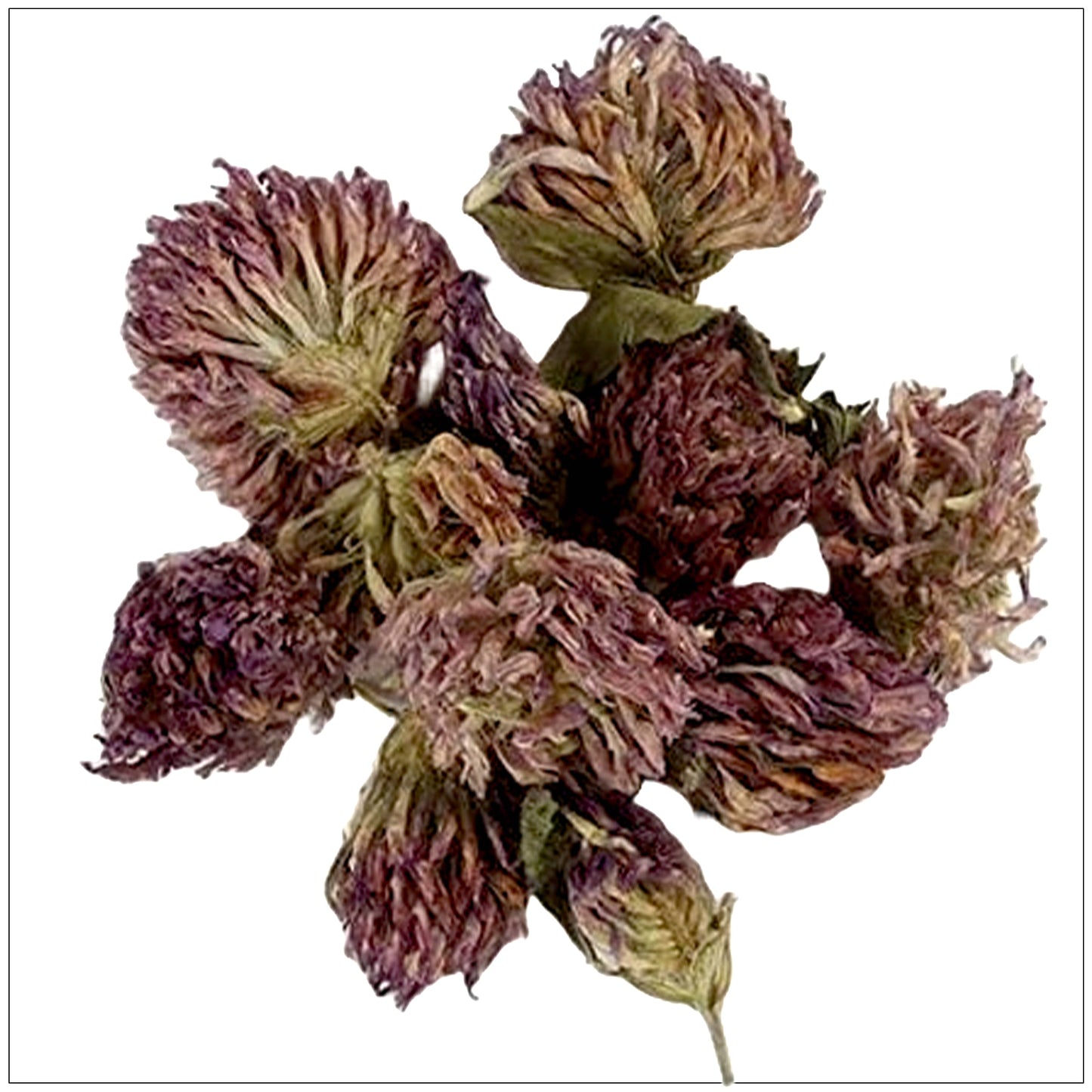 Red Clover Blossoms