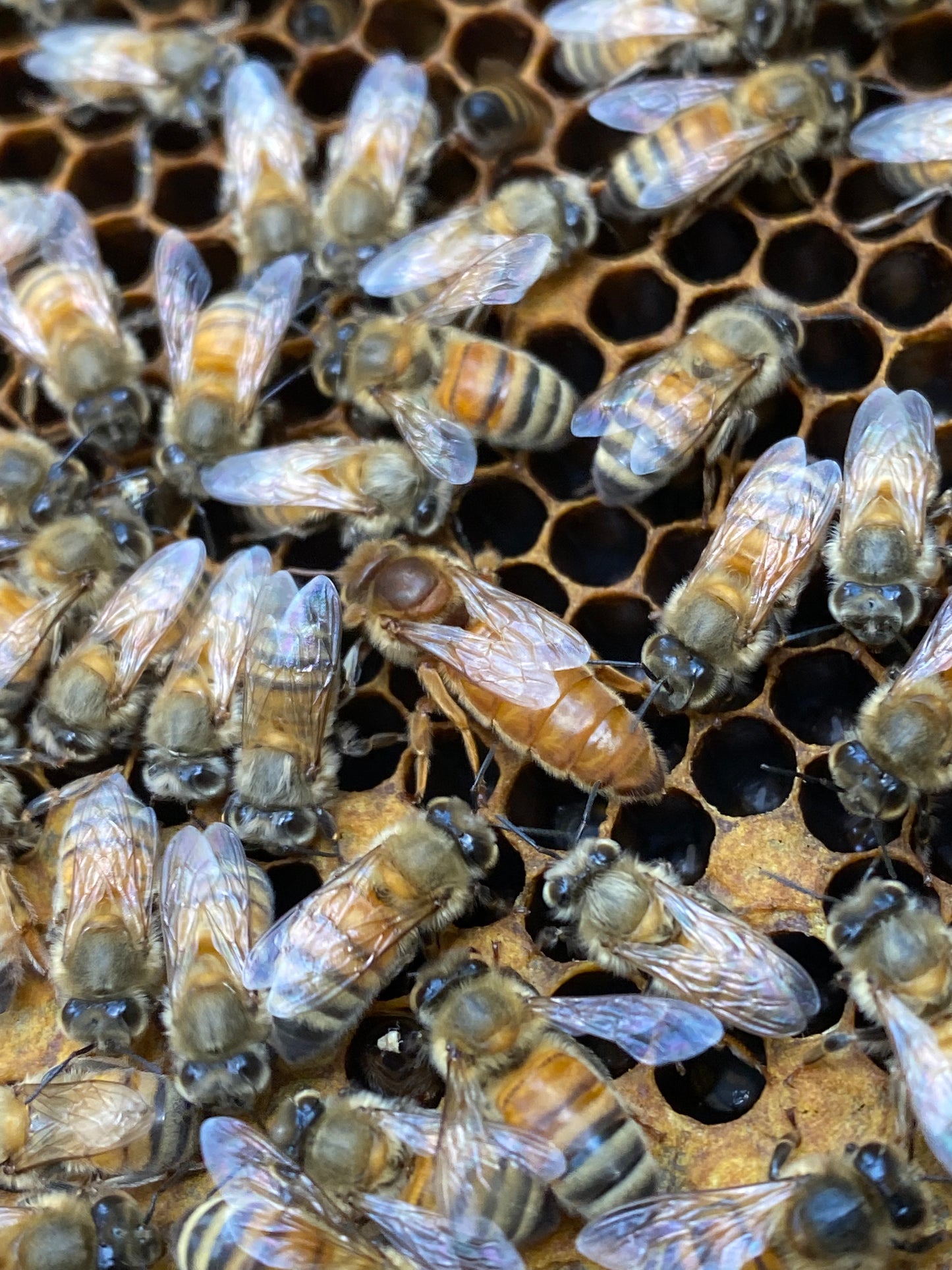 March 2026, 5 frame Italian Nucs *SOLD OUT*