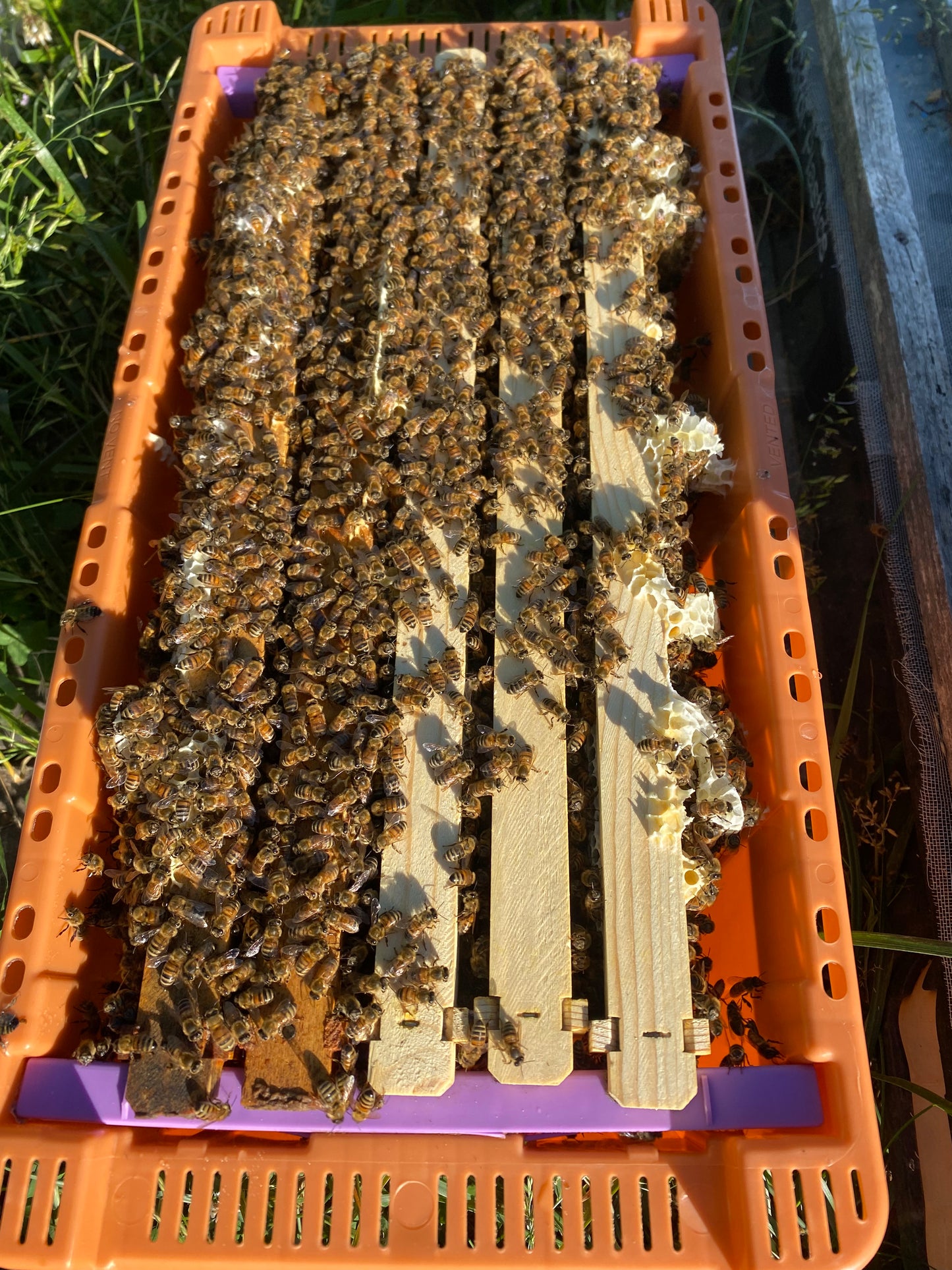 March 2026, 5 frame Italian Nucs *SOLD OUT*