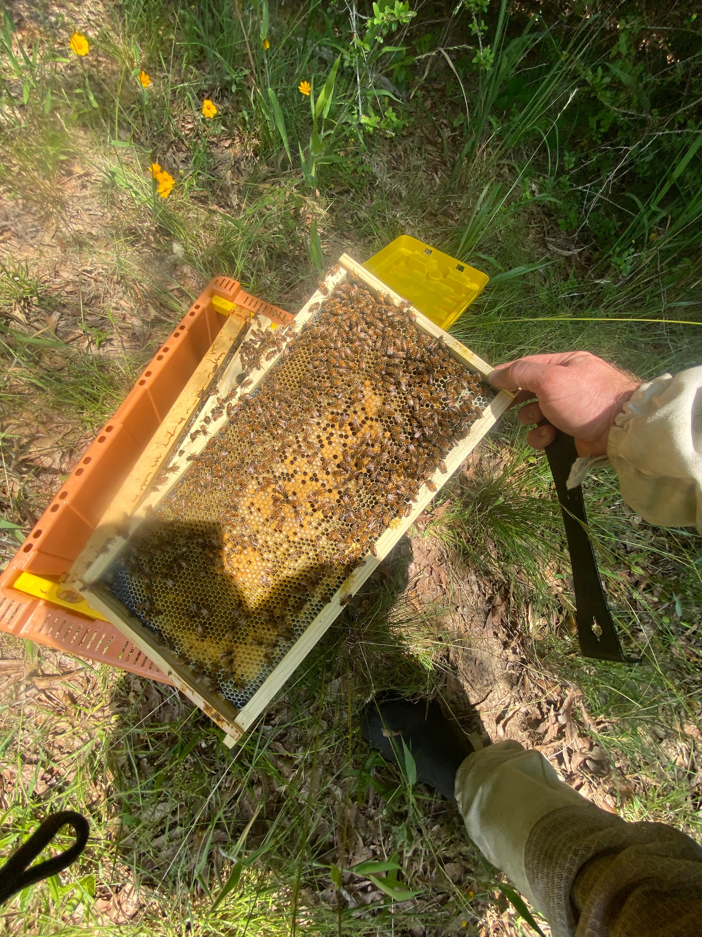 March 2026, 5 frame Italian Nucs *SOLD OUT*