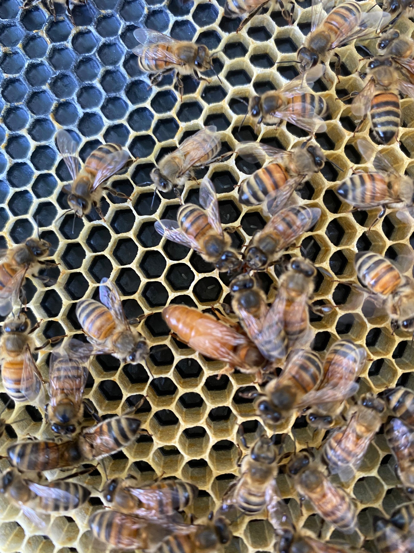 March 2026, 5 frame Italian Nucs *SOLD OUT*