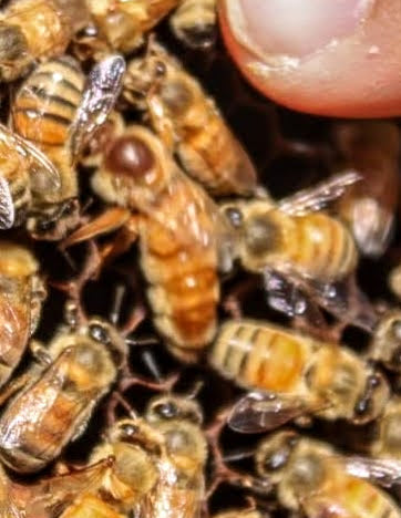 March 2026, 5 frame Italian Nucs *SOLD OUT*